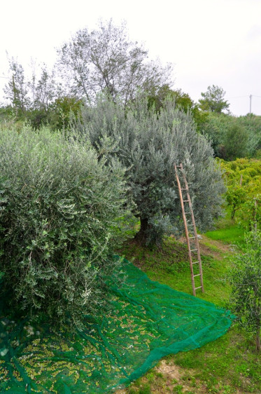 unsere olivenernte