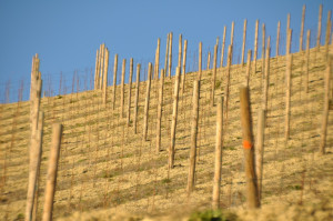 weinstoecke im winter