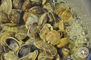 Vongole im Sud