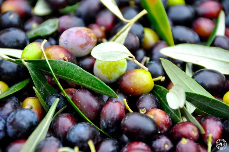oliven in der kiste