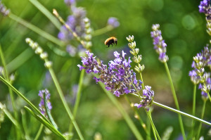 lavendel 2