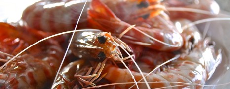 Die Sinnlichkeit der Shrimps